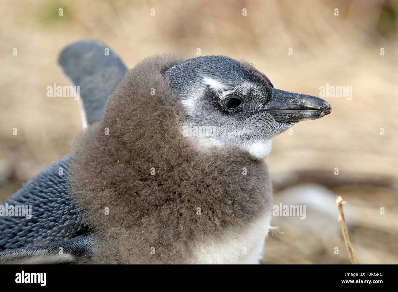 African penguin (Spheniscus demersus) chick malting Stock Photo