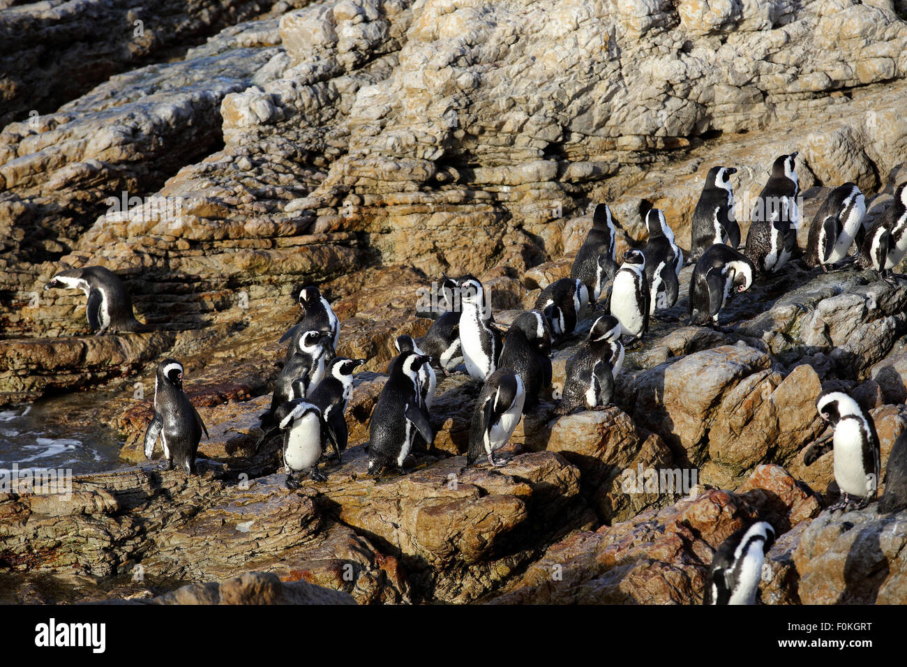 African penguin (Spheniscus demersus) colony at Betty's Bay, South Africa Stock Photo