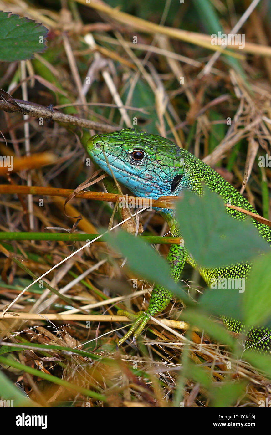 Green lizard, Lacerta viridis, in mating colors in its natural habitat Stock Photo