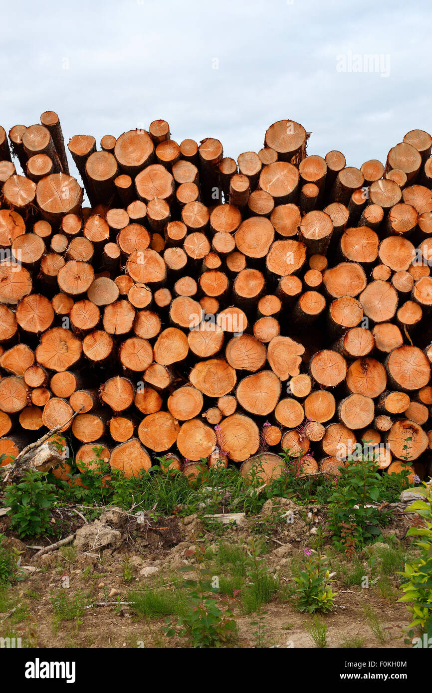 Pile of cut logs hi-res stock photography and images - Alamy