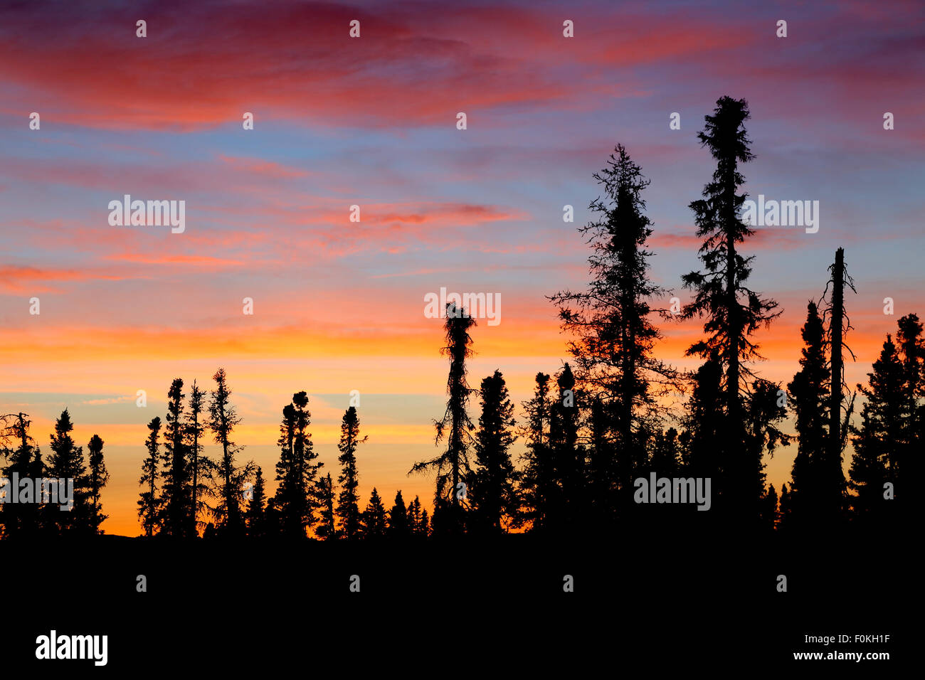 Black spruce trees hi-res stock photography and images - Alamy