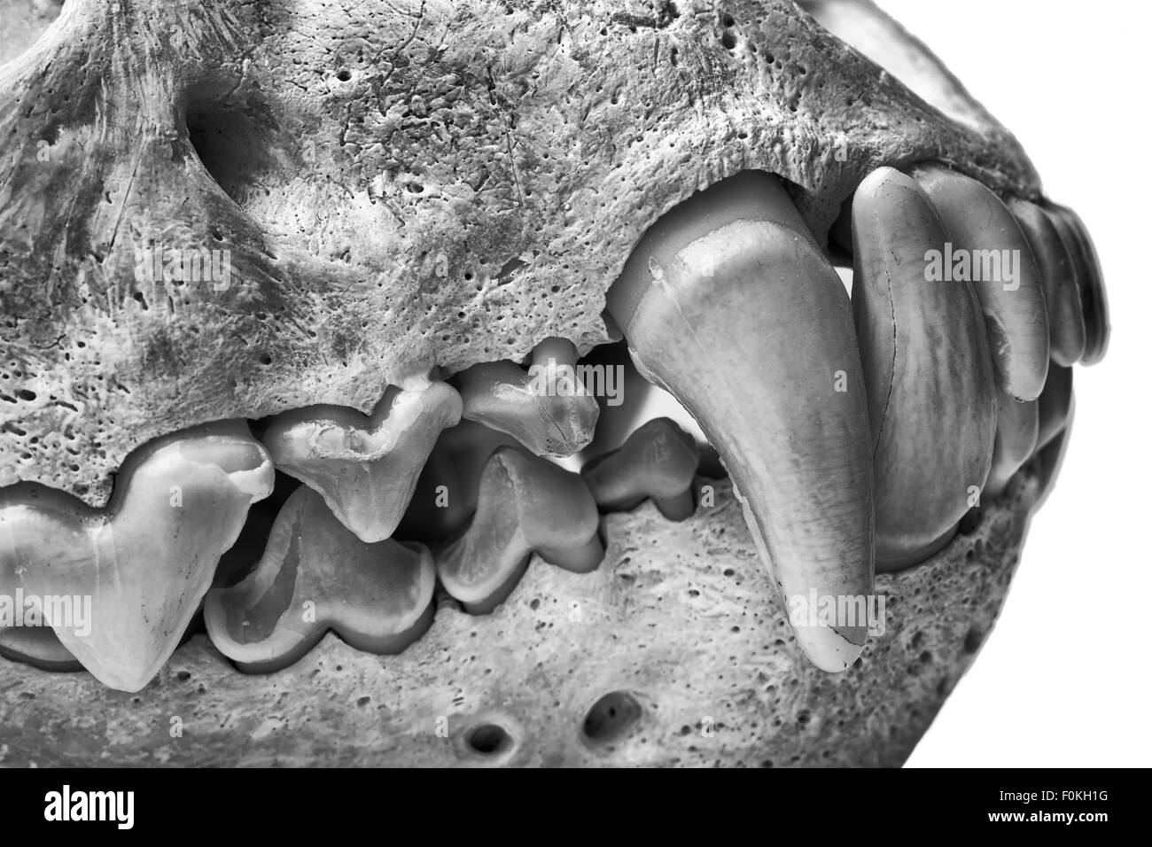 closeup view of the teeth of a wolverine Stock Photo