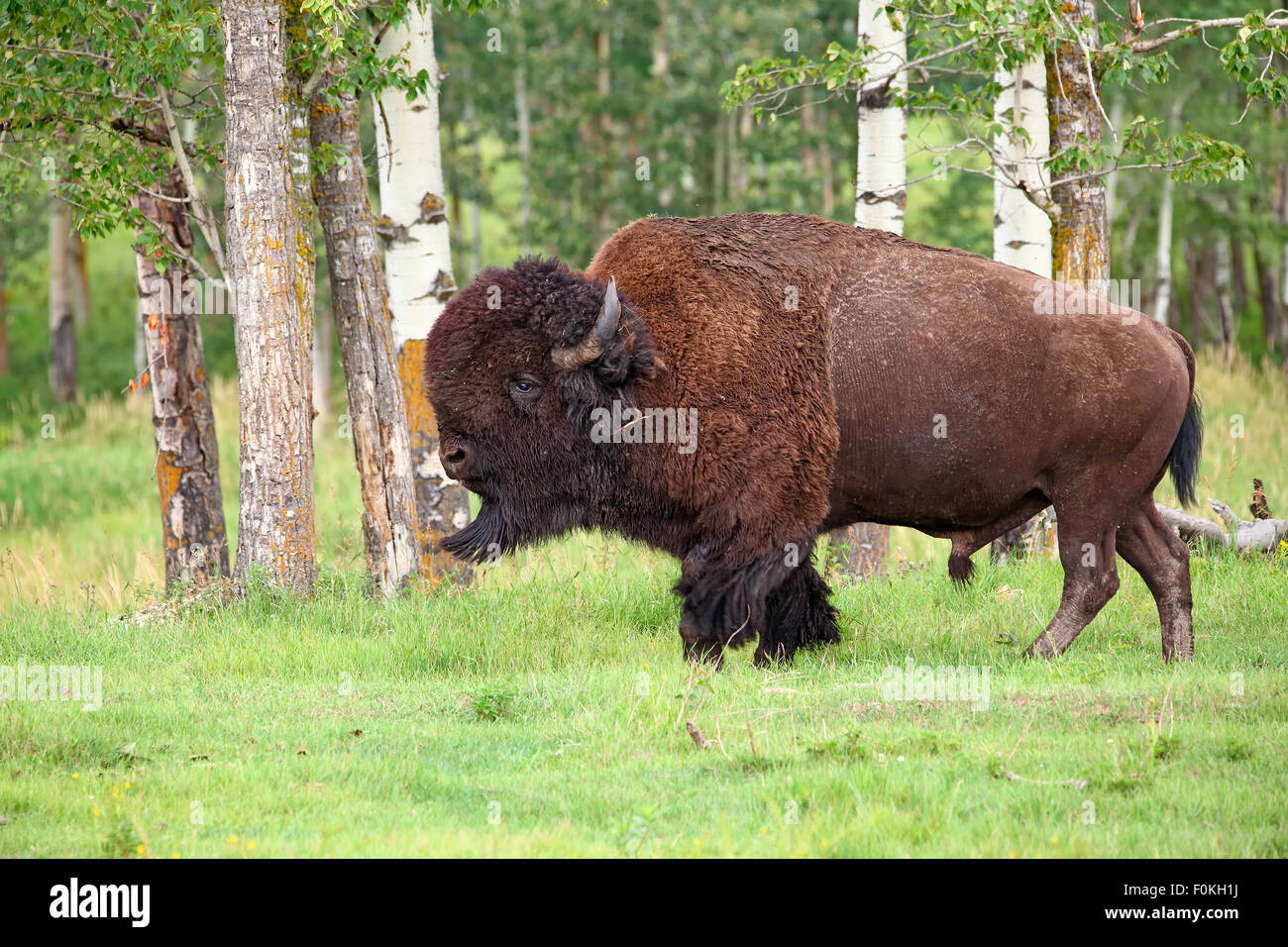 A large male bison (Bison bison) native to the planis and boreal