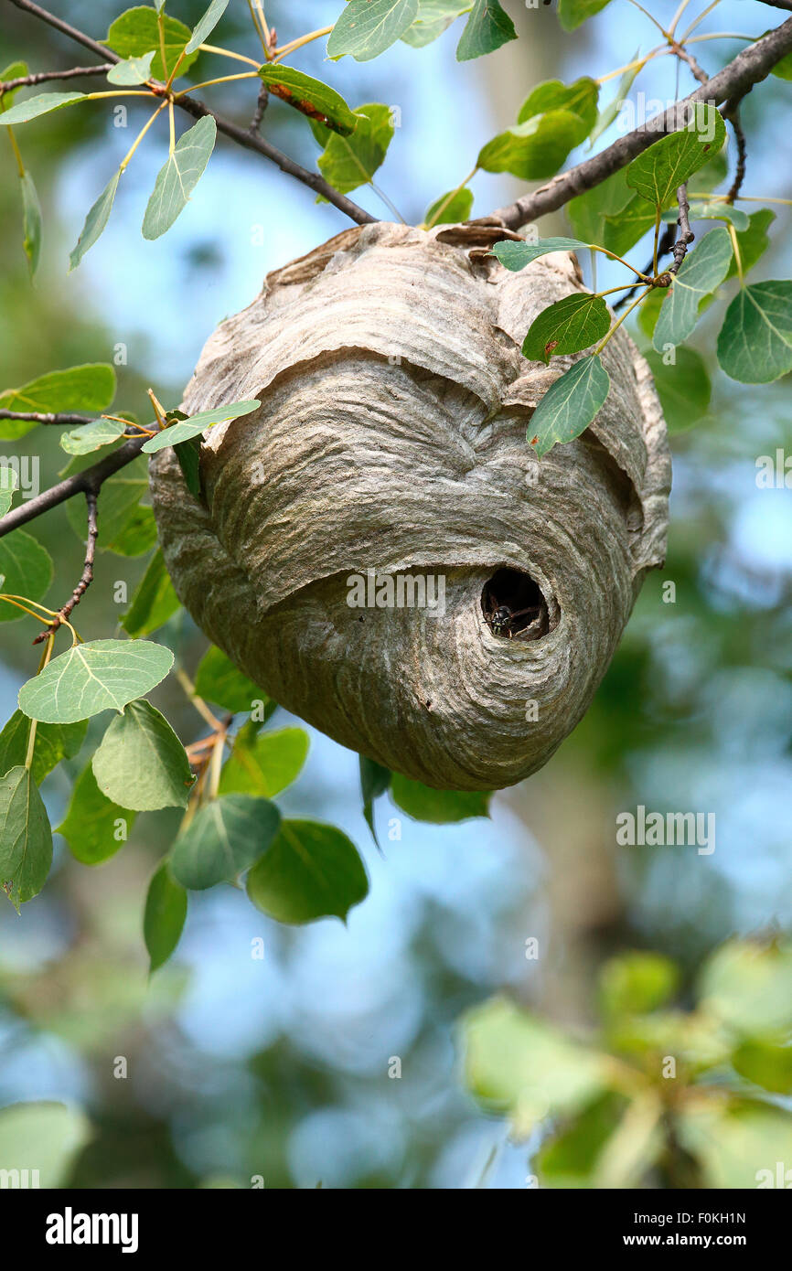 The paper nest of the bald faced hornet (Dolichovespula maculata), a common wasp found in North America. Stock Photo