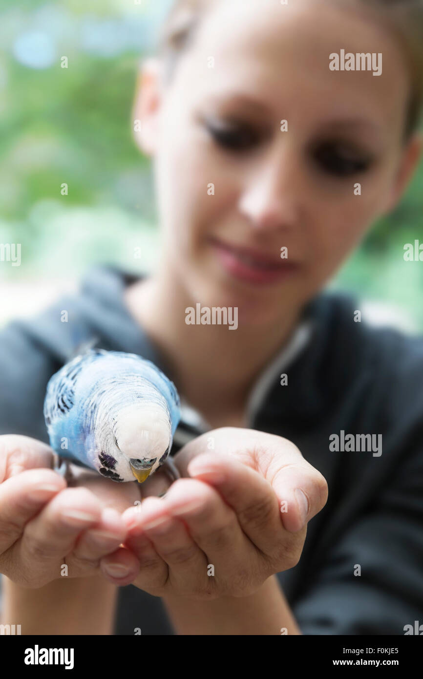 Light blue budgerigar on hands of a woman Stock Photo