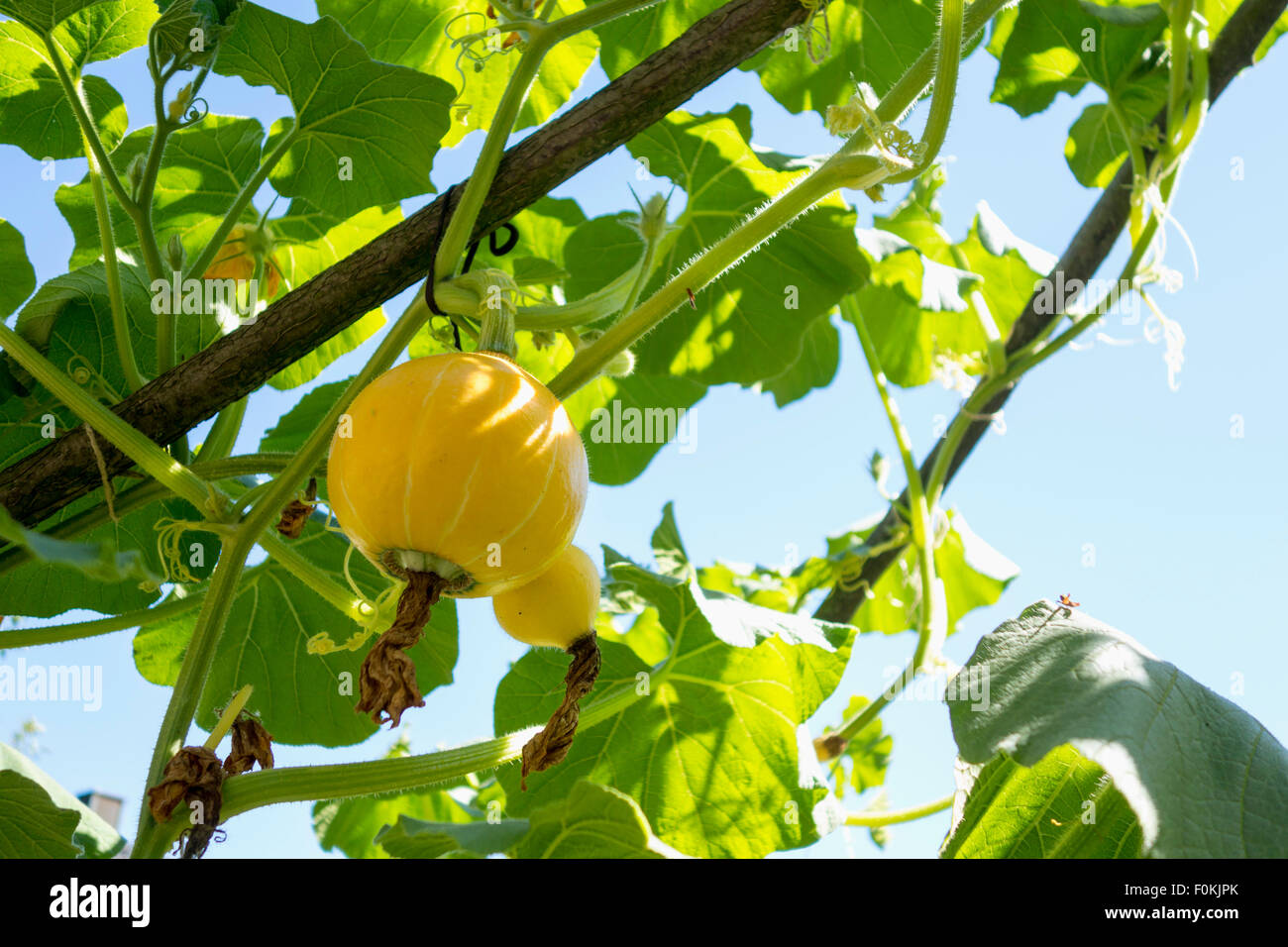 Organic hokkaido pumpkin Stock Photo - Alamy