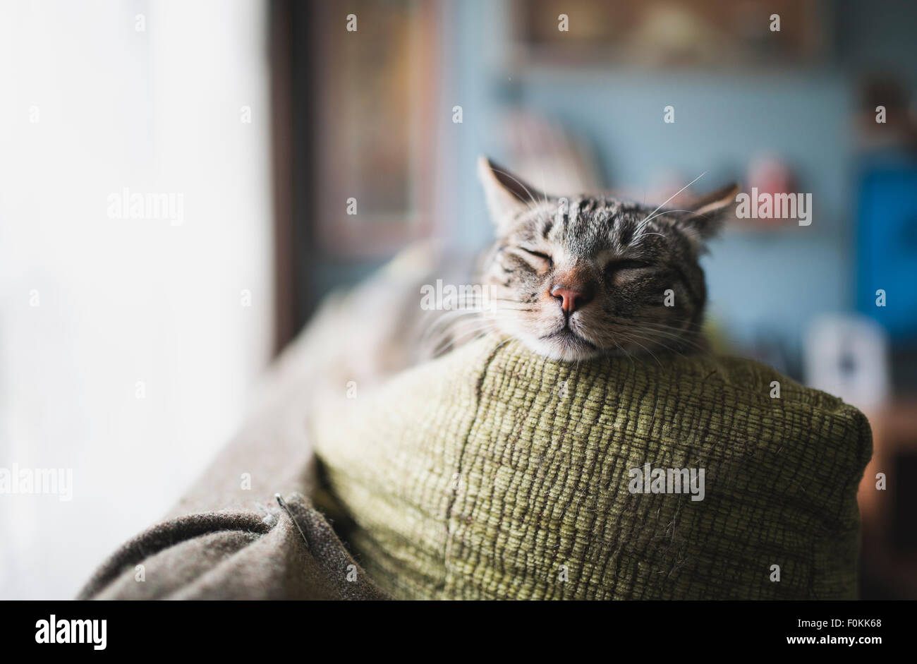 portrait-of-tabby-cat-sleeping-on-the-backrest-of-a-couch-stock-photo