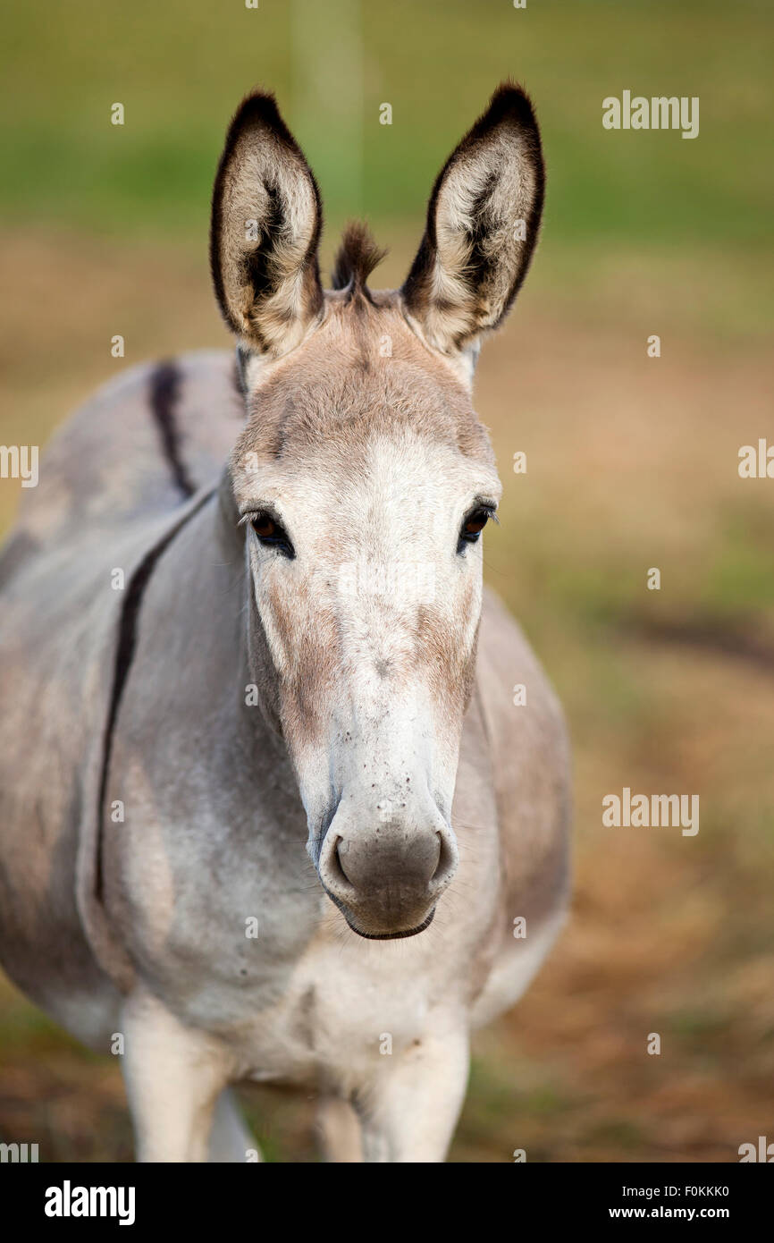 donkey portrait Stock Photo