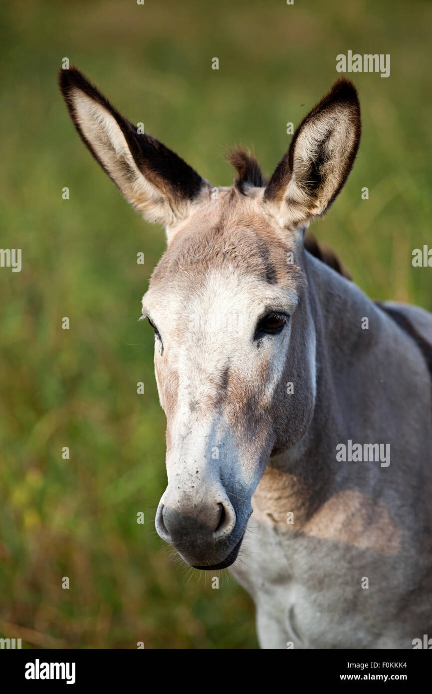 cute donkey portrait Stock Photo