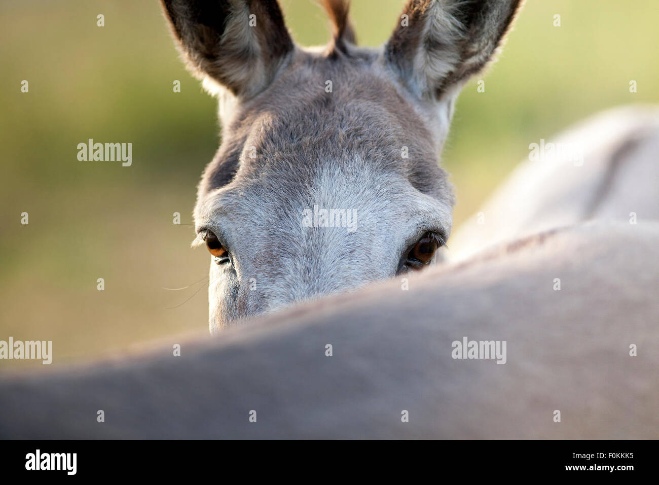 funny donkey looks over his friends back Stock Photo