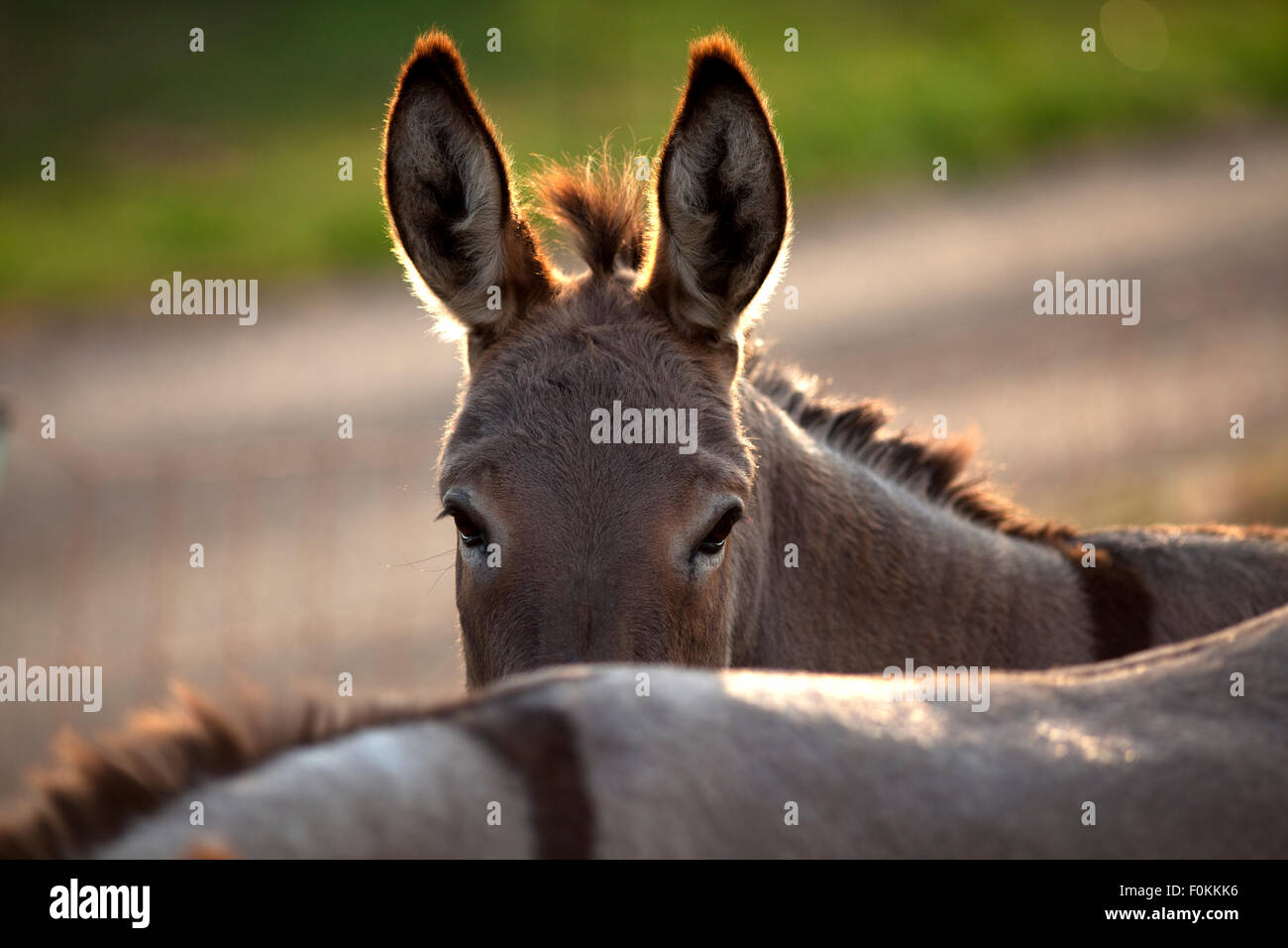 funny donkey looks over his friends back, Beautifuls donkeys friends