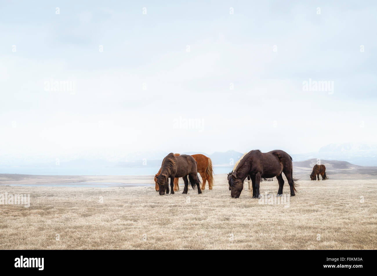 Iceland, grazing Icelandic Horses Stock Photo