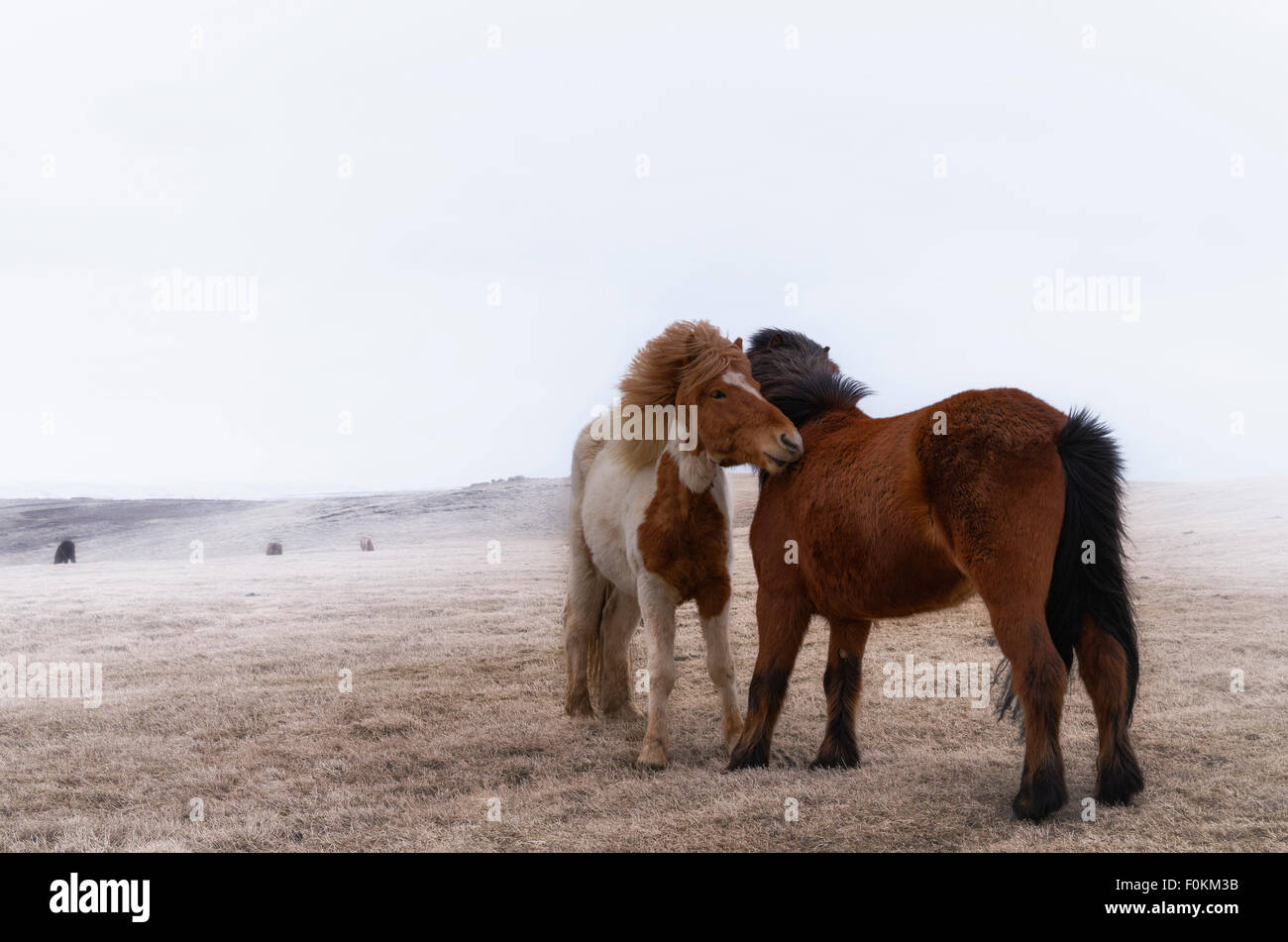Iceland, two Icelandic Horses Stock Photo
