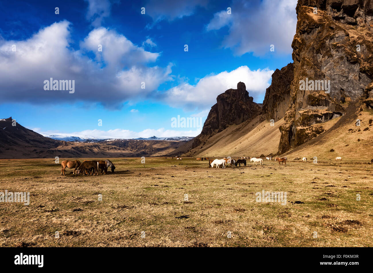 Iceland, Evindarholar, Icelandic horses Stock Photo