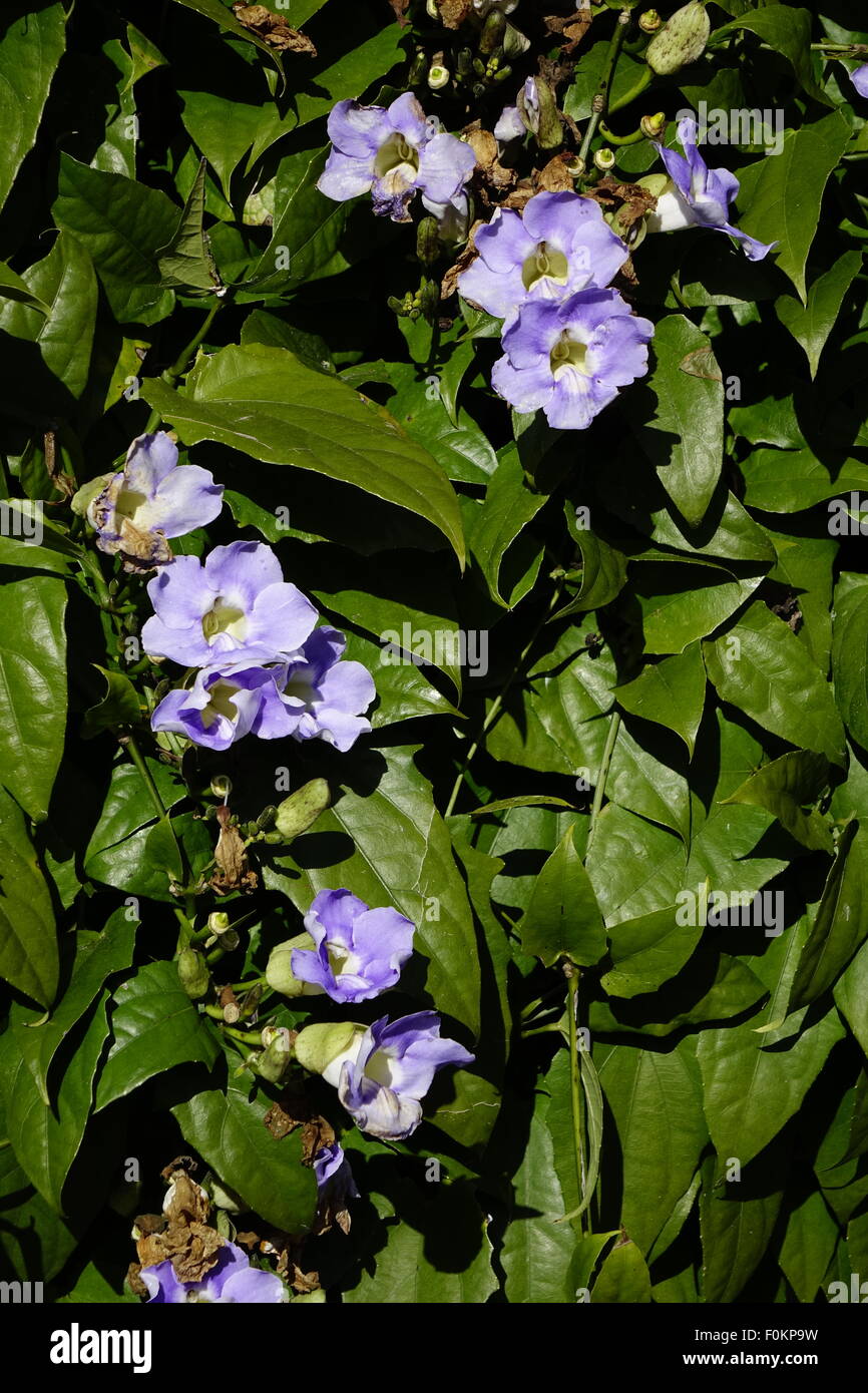 Sky vine, Thunbergia grandiflora, Blue Sky Vine, Bengal Clock Vine Stock Photo