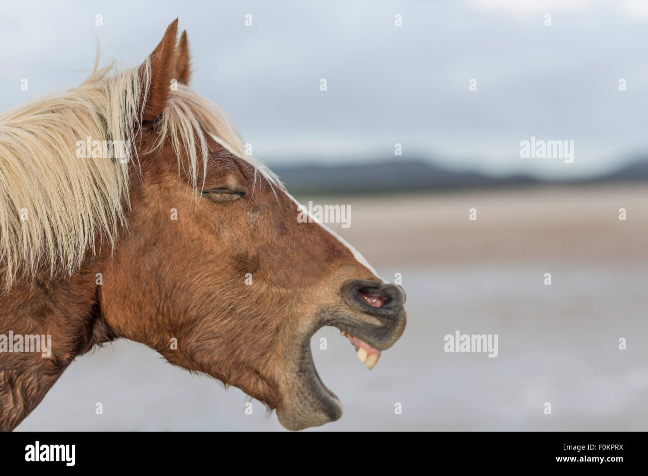 Brown horse neighing on a beach Stock Photo
