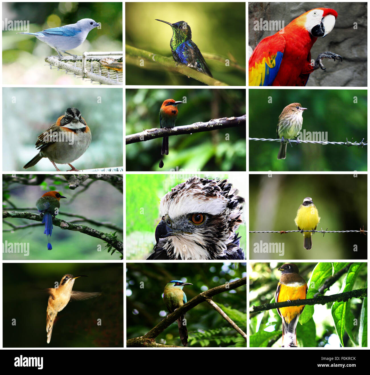 Beautiful collection of birds from Panama together in a collage Stock Photo