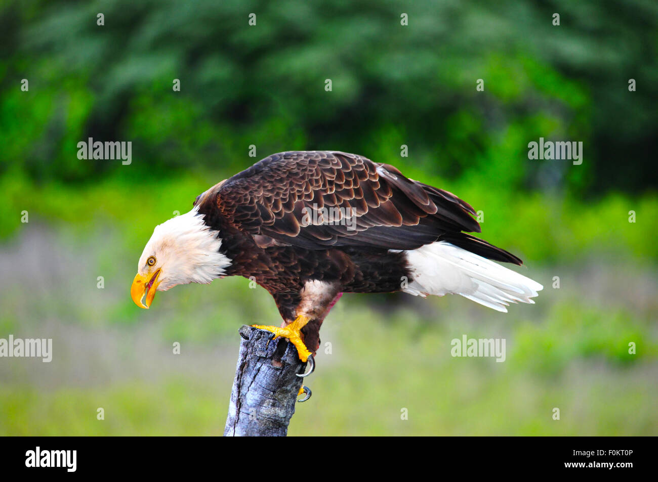 Beautiful Bald Eagle (Haliaeetus leucocephalus) on top of a fence post Stock Photo