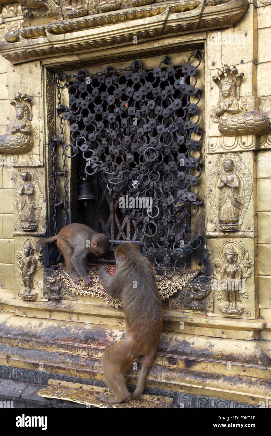 A monkey on swayambhunath stupa in Kathmandu, Nepal Stock Photo - Alamy