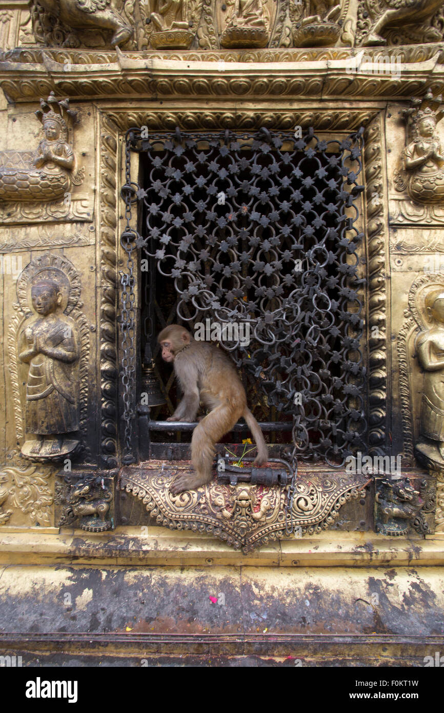A monkey on swayambhunath stupa in Kathmandu, Nepal Stock Photo - Alamy