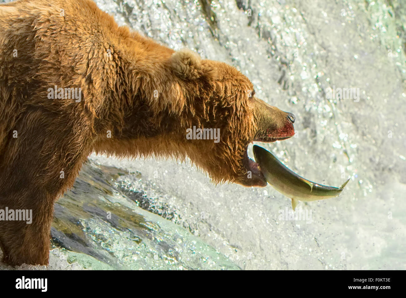 Grizzly Bear Katmai National Park Alaska Stock Photo Alamy
