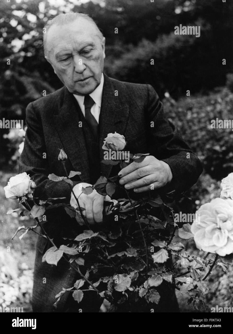 Adenauer, Konrad, 5.1.1876 - 19.4.1967, German politician, Federal Chancellor 1949 - 1963, half length, trimming roses, 1950s, Stock Photo