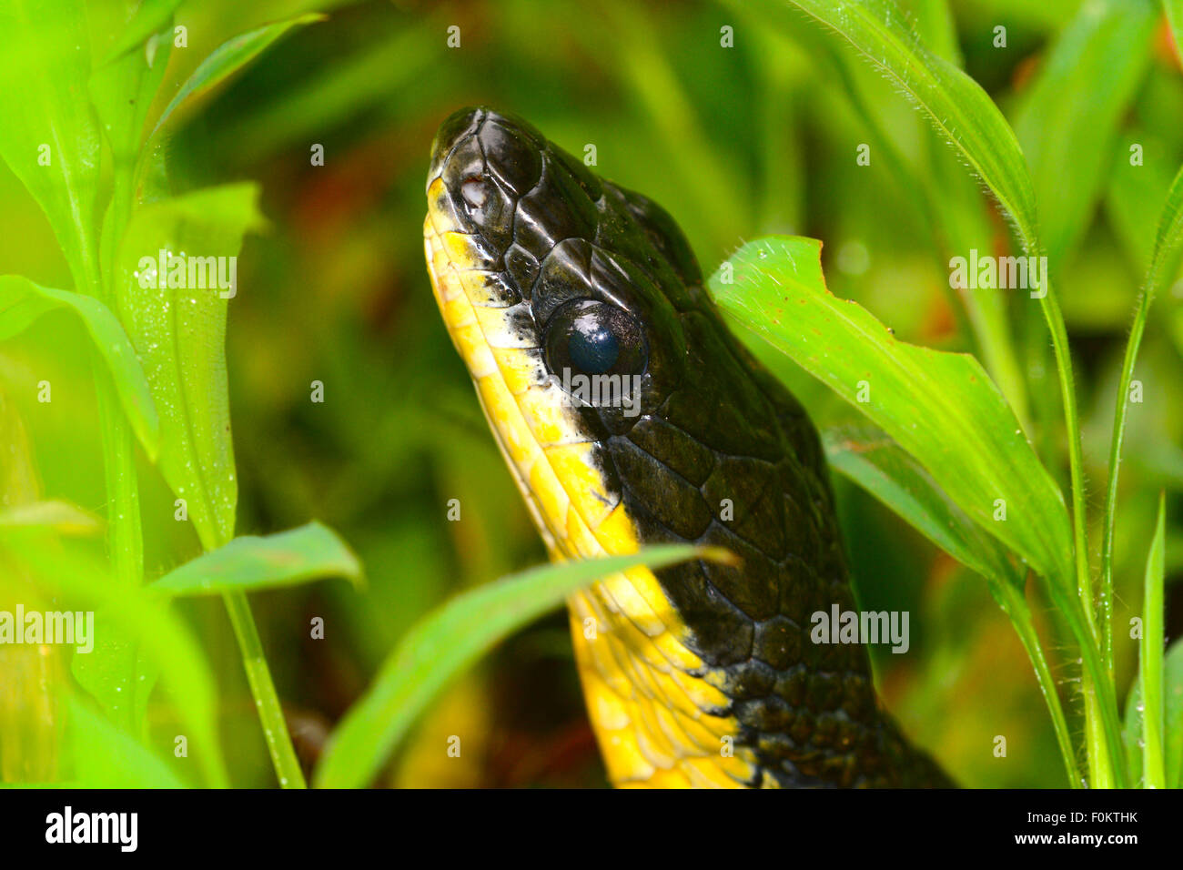 Macro shot of a black snake in the forest of Panama Stock Photo