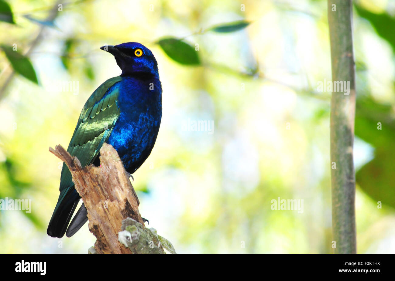 Beautiful African Purple Glossy-Starling (Lamprotornis purpureus) perched on a branch Stock Photo