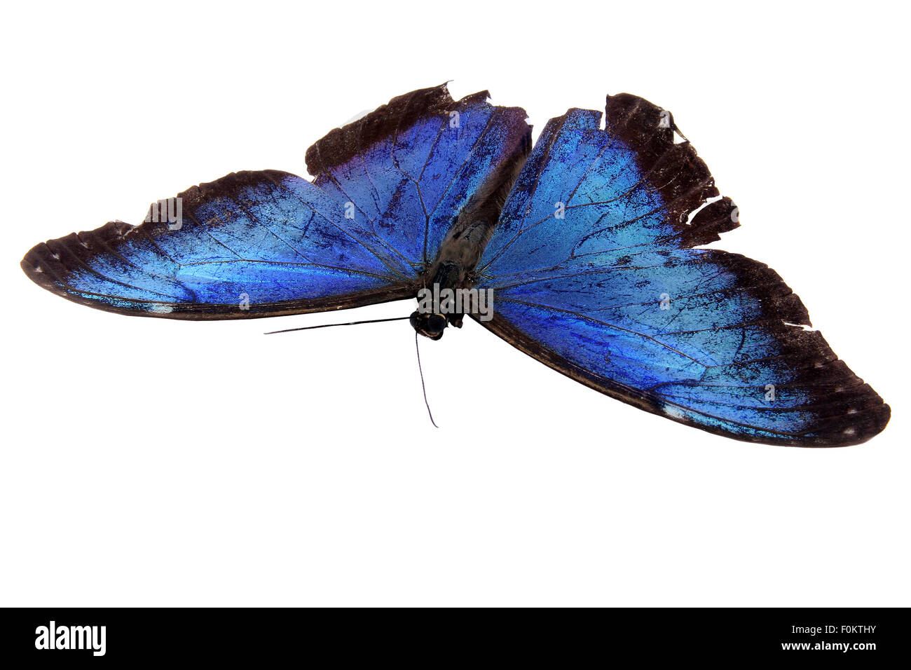 Macro shot of a dead blue butterfly with damaged wings isolated on white Stock Photo