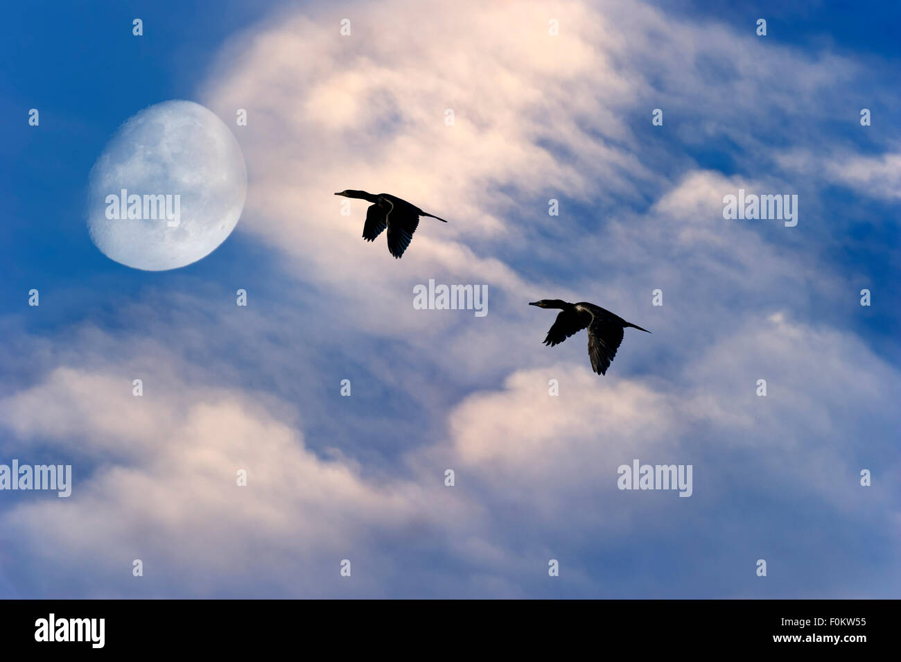 Birds flying silhouette hi-res stock photography and images - Alamy