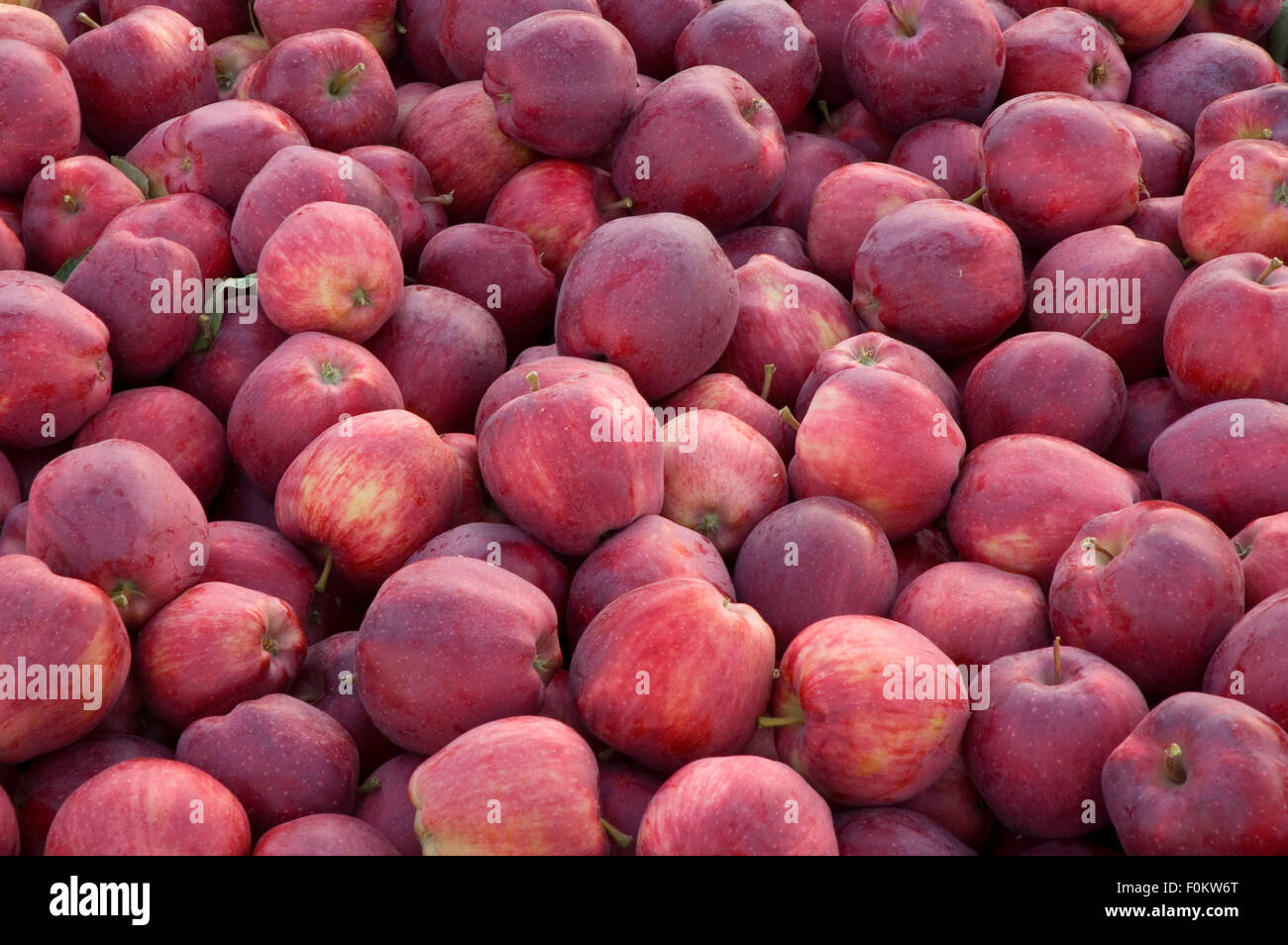Chelan Fresh, Washington State Apples