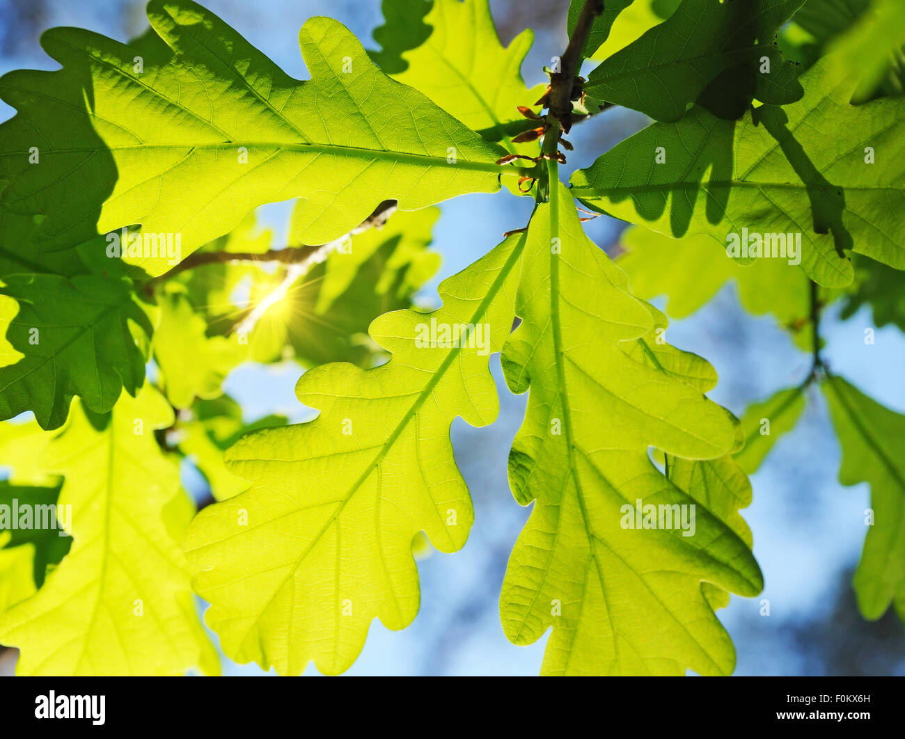 oak leaves background. sunlight through green foliage Stock Photo