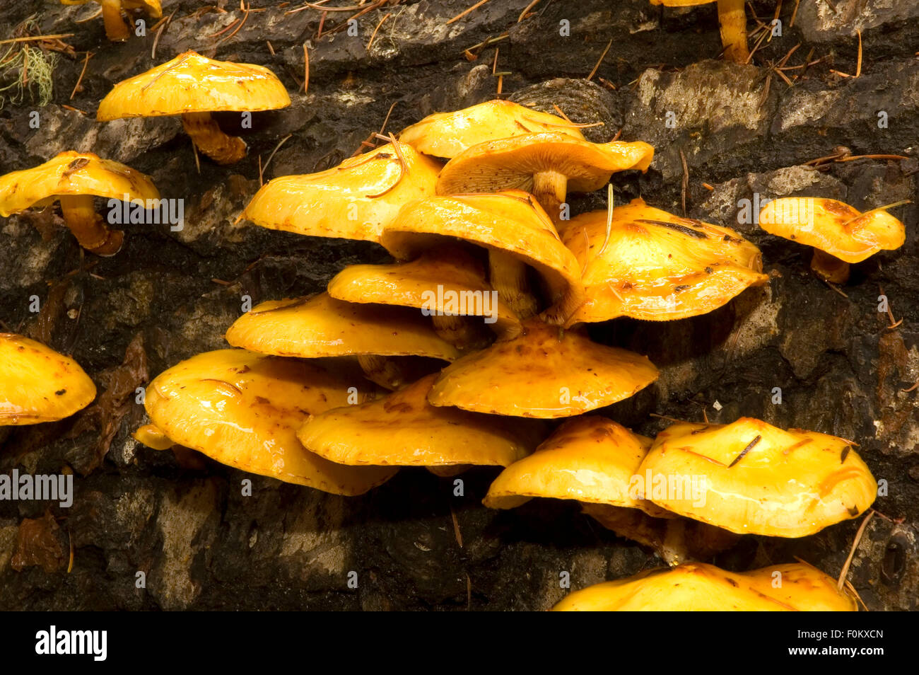 Mushrooms at Meadows Campground, Wenatchee National Forest