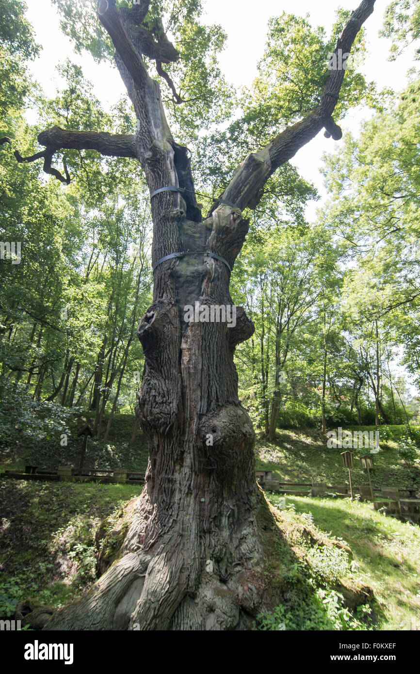 Image of the memorable oak tree - 800 year old oak Stock Photo