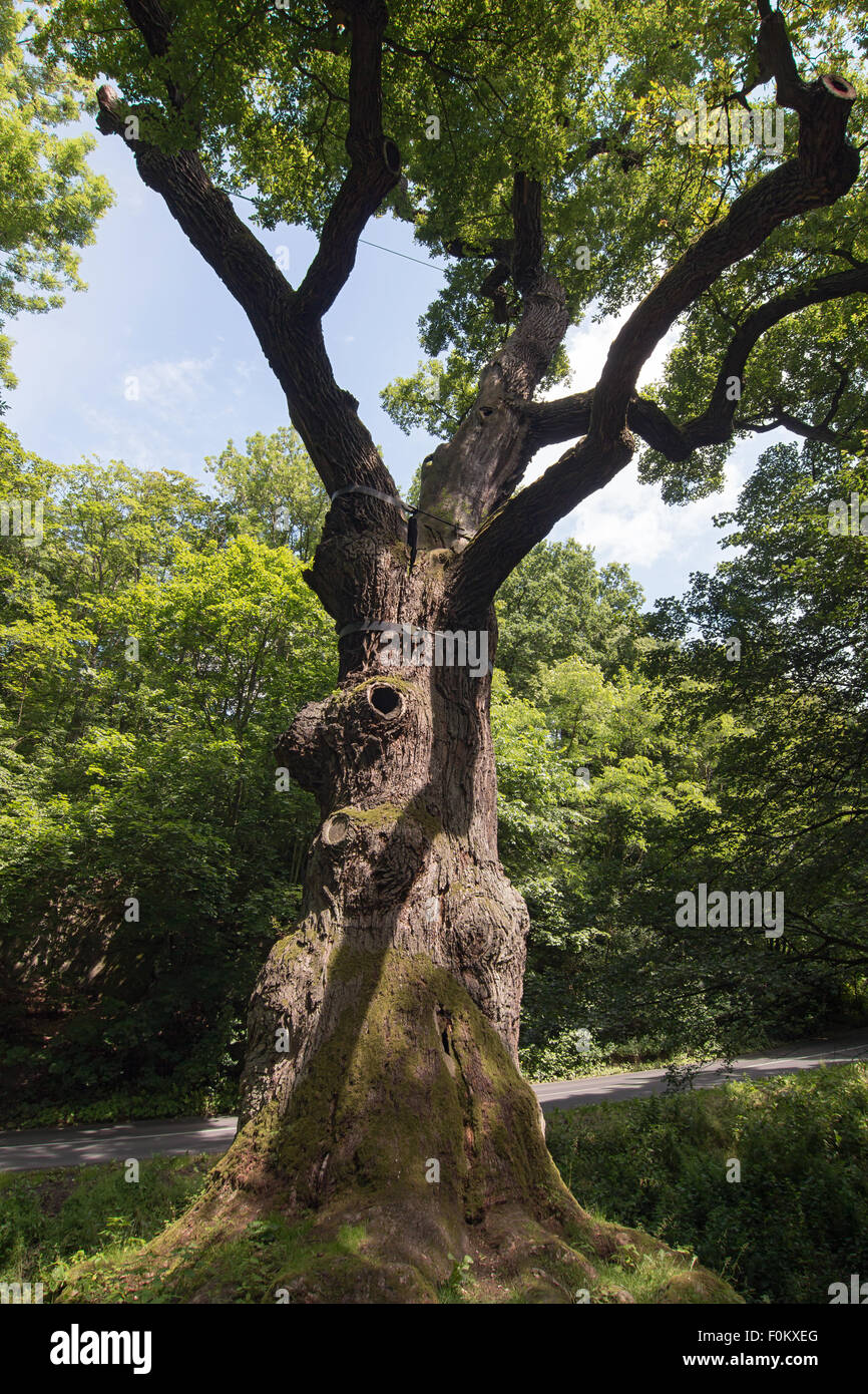 Memorable oak tree - 800 year old oak Stock Photo
