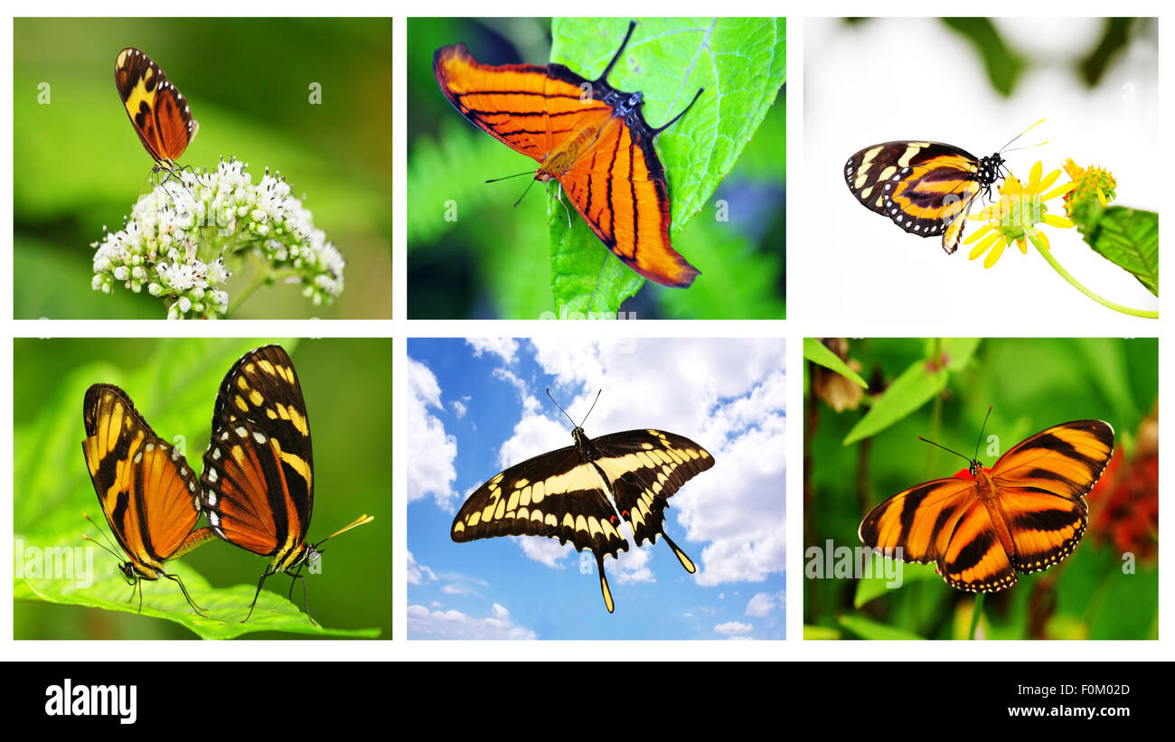 A collection of beautiful tropical butterflies in a collage Stock Photo