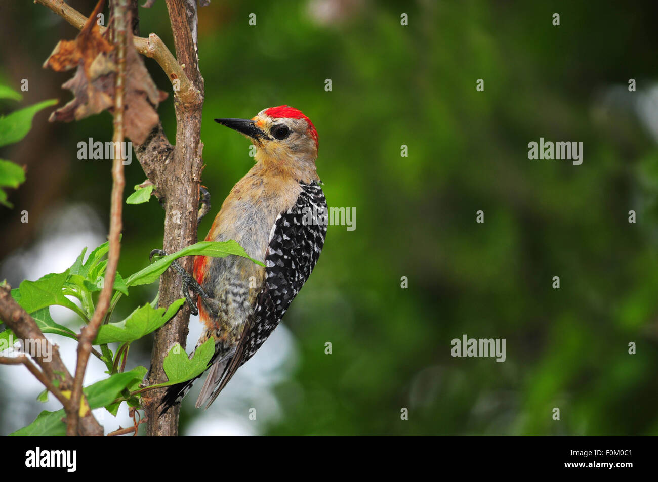 Red-crowned Woodpecker (Melanerpes rubricapillus wagleri) looking for insects on a tree trunk Stock Photo