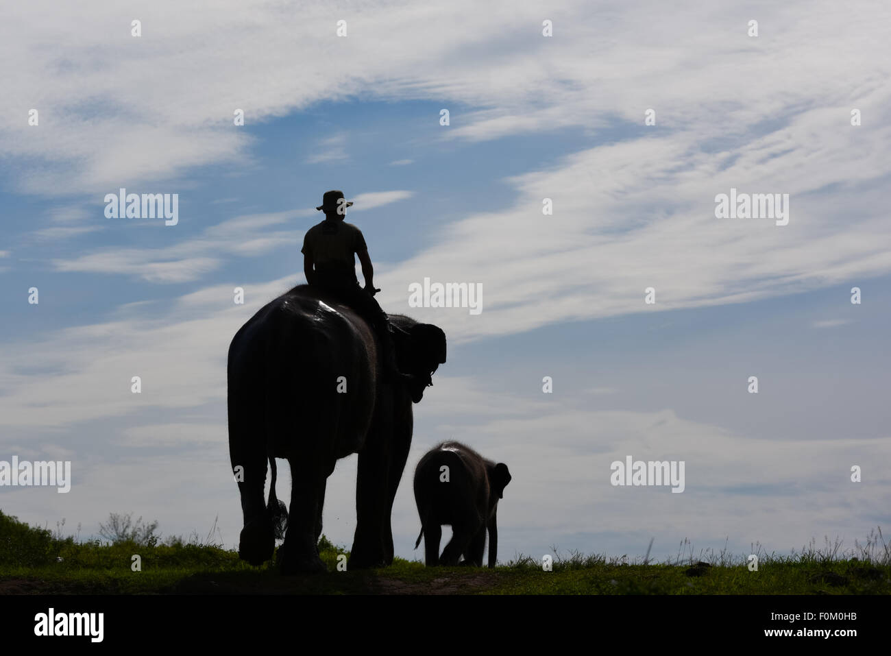 Mahouts riding elephants at Sumatran elephant rehabilitation center, silhouetted against bright sky. Way Kambas National Park, Indonesia. Stock Photo