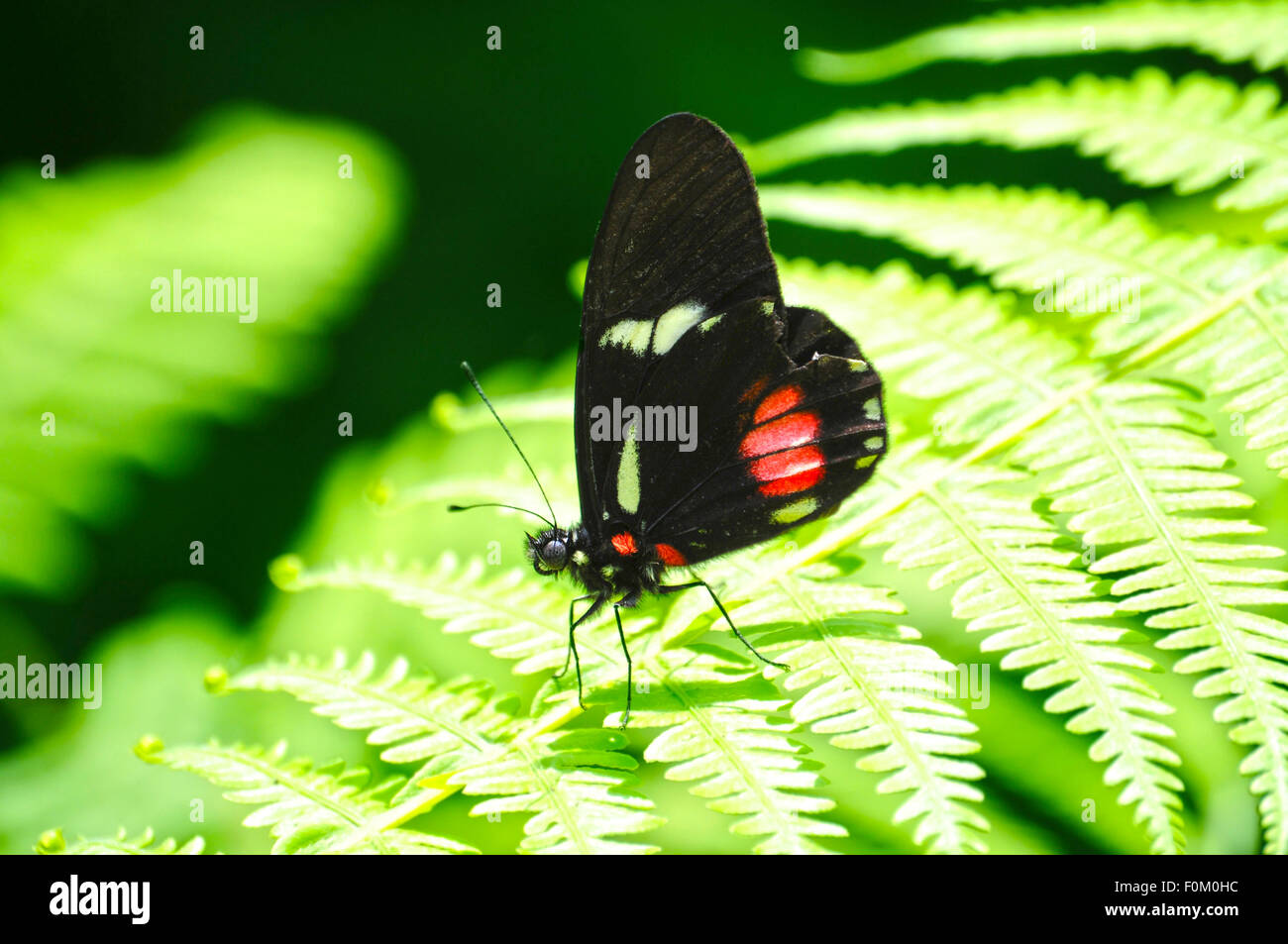 Beautiful  Cattleheart butterfly on a fern  leaf ia a tropical forest Stock Photo