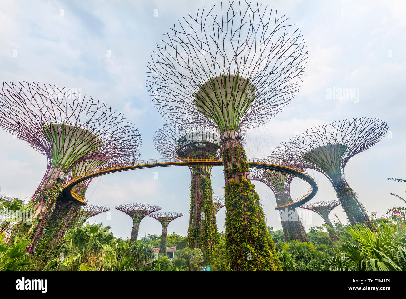 Supertrees, bridge between the giant trees, Supertree Grove, Gardens by