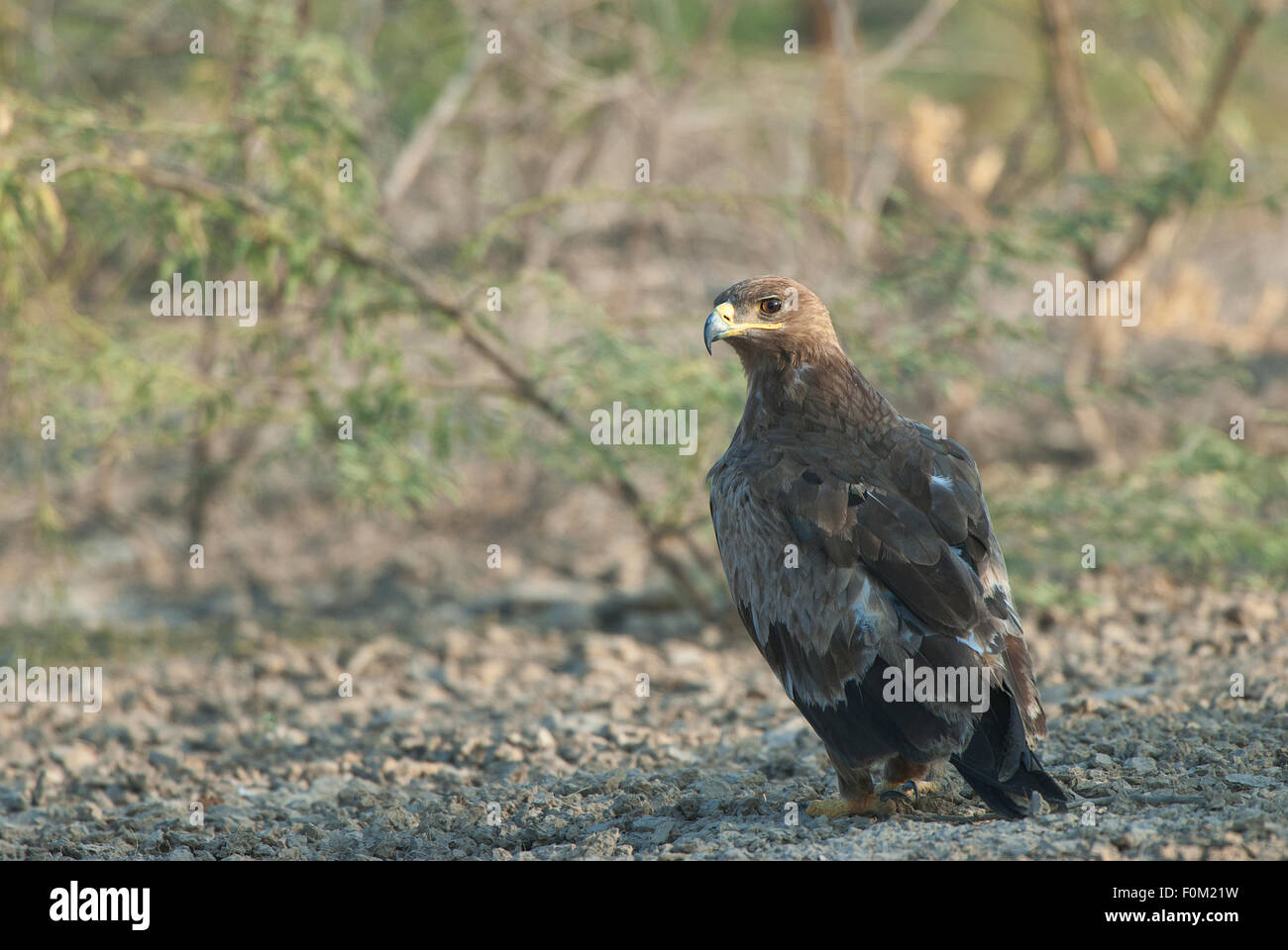 Semi desert gujurat hi-res stock photography and images - Alamy