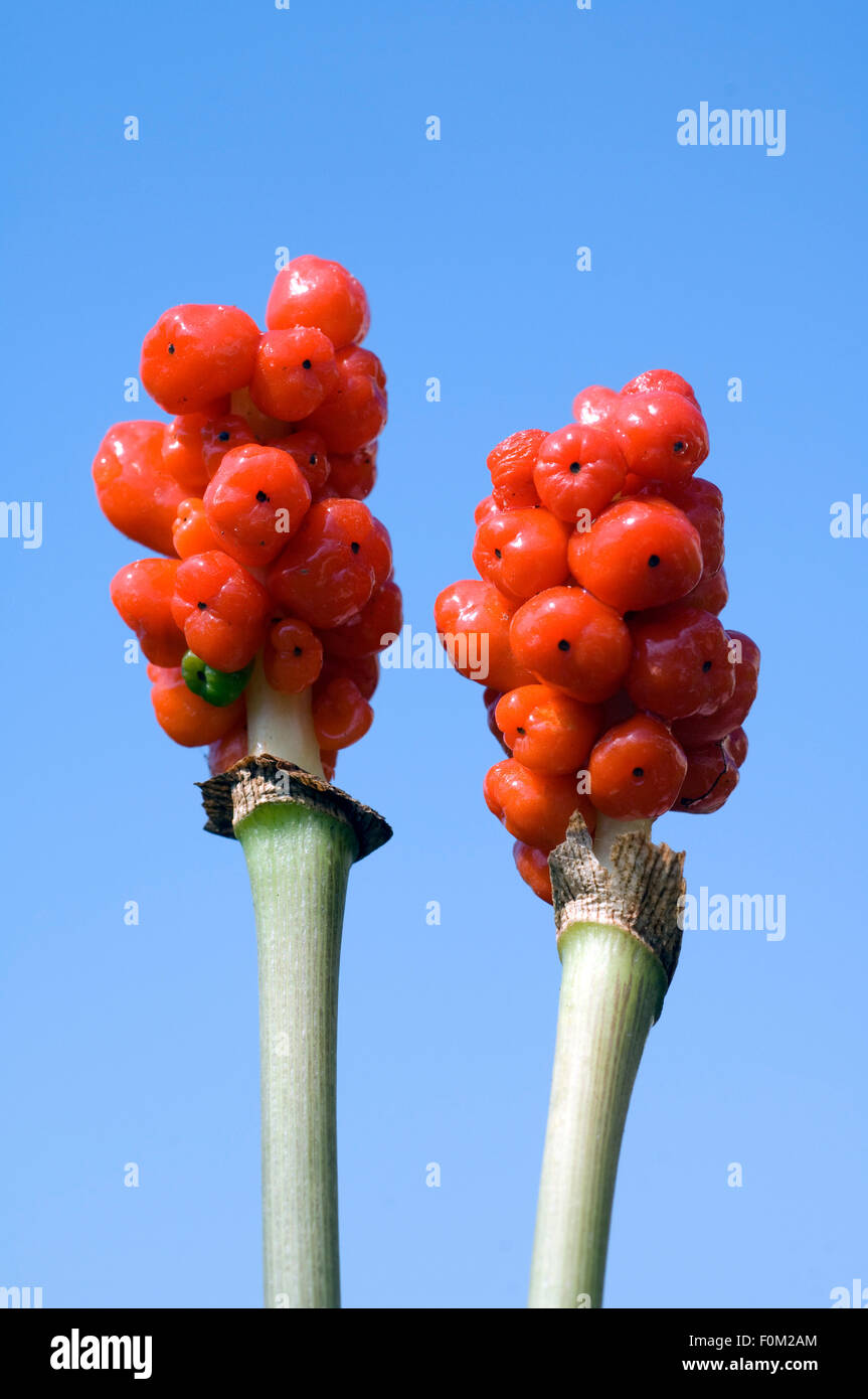 Aronstab; Aurum; Italicum; Fruchtstand Stock Photo