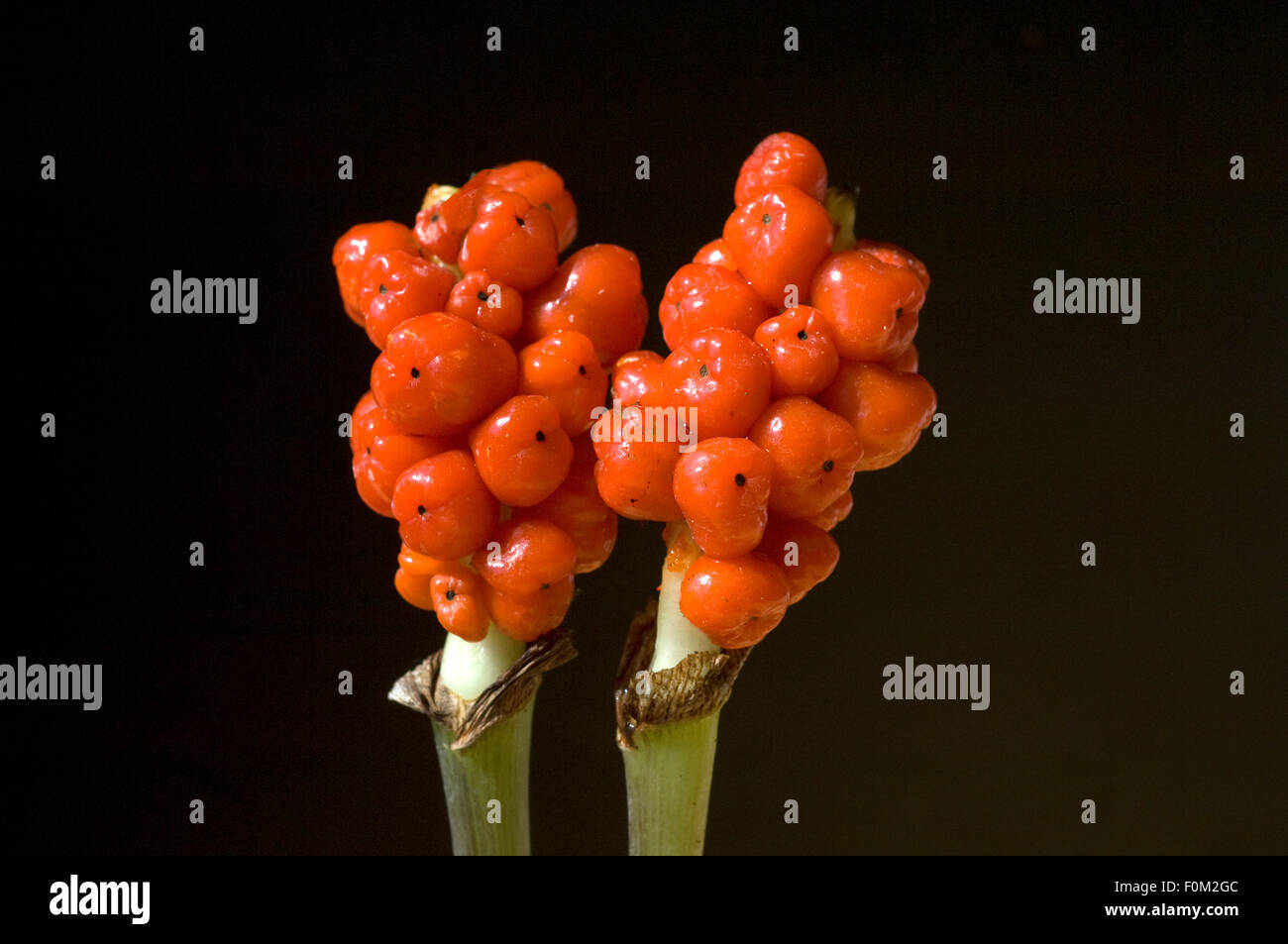 Aronstab; Aurum; Italicum; Fruchtstand Stock Photo