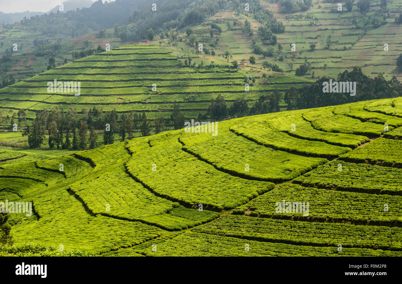 Tea plantations of western Rwanda, Africa Stock Photo