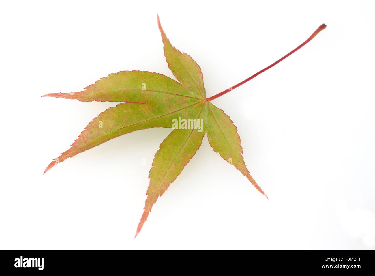 Faecherahorn, gruener, Acer, palmatum,  Osakazuki Stock Photo