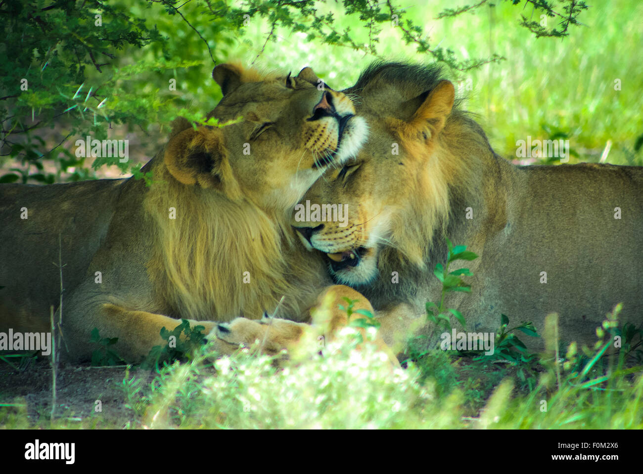 Detail of a lion in a Safari in Botswana Stock Photo