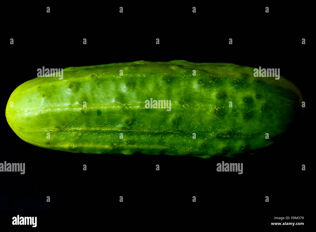 Gurken; Cumumis, sativus; Stock Photo