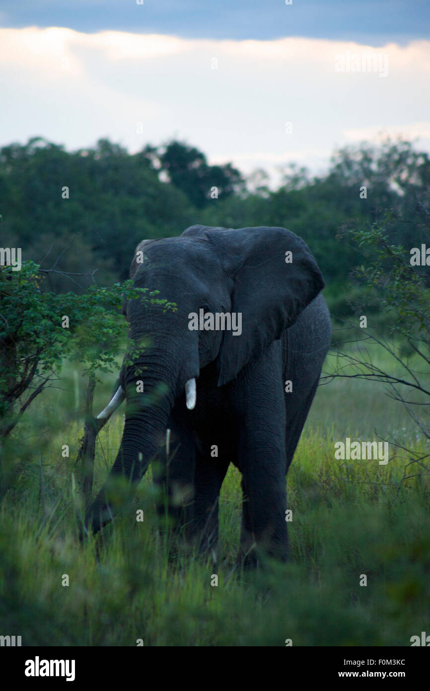 Elephant in Moremi Nature Reserve in Botswana Stock Photo
