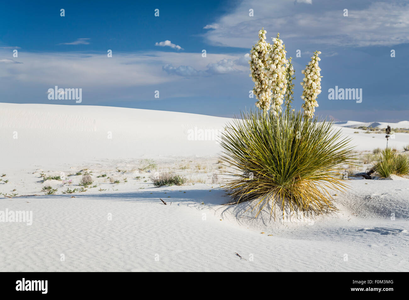 Blooming yucca plants in the white gypsum dunes of the White Sands National Monument near Alamogordo, New Mexico, USA. Stock Photo