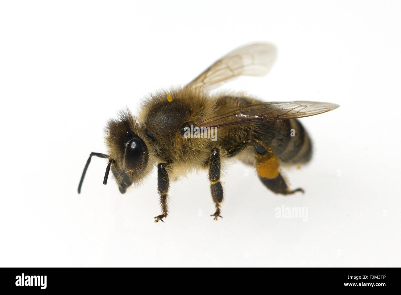 Biene; Apis; mellifera; Honigbiene; Insekt Stock Photo